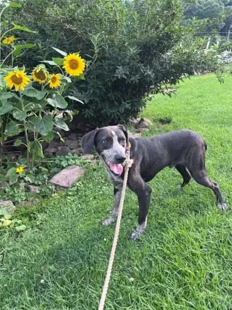 A young medium-sized male Black Australian Cattle Dog / Blue Heeler dog named Bashful rehome for adoption in Monterey, VA