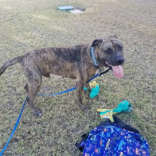 A young large-sized male Brindle Pit Bull Terrier dog named Forrest for adoption in Glendale, AZ