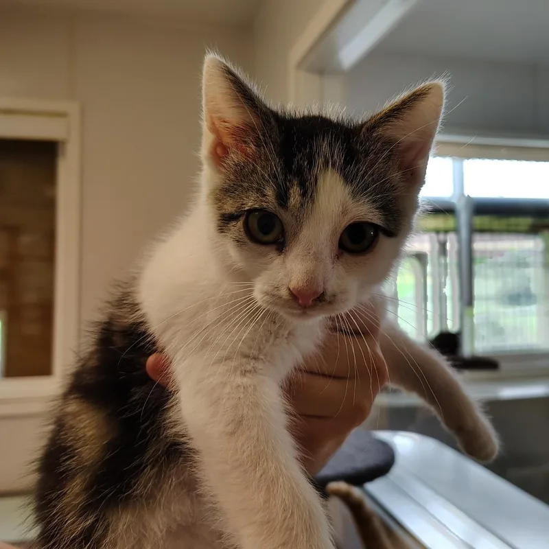 A young small-sized male Tabby (Brown / Chocolate) Domestic Short Hair cat named Fajita for adoption in Indiana, PA