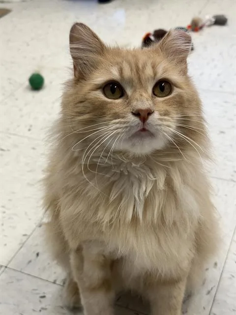 Chester