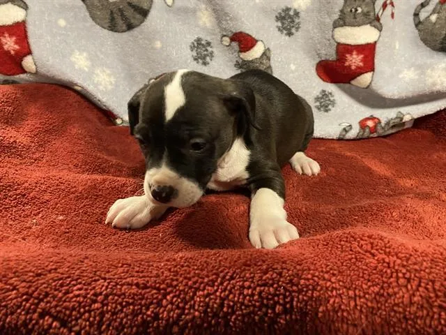 A young small-sized female Pit Bull Terrier dog named Lucy for adoption in Modesto, CA