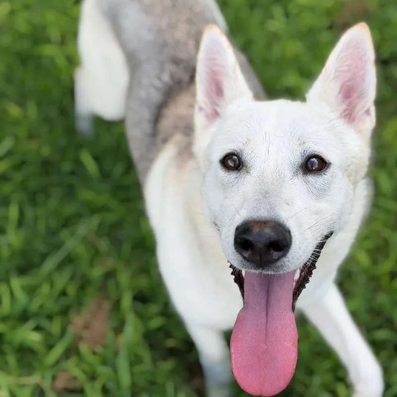 Nymeria