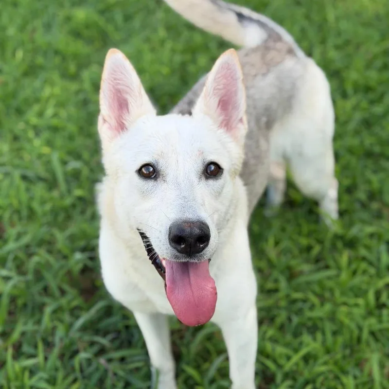 Nymeria thumbnail 2