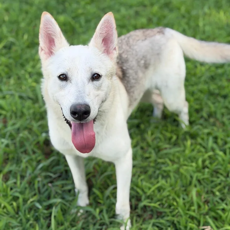 Nymeria thumbnail 3