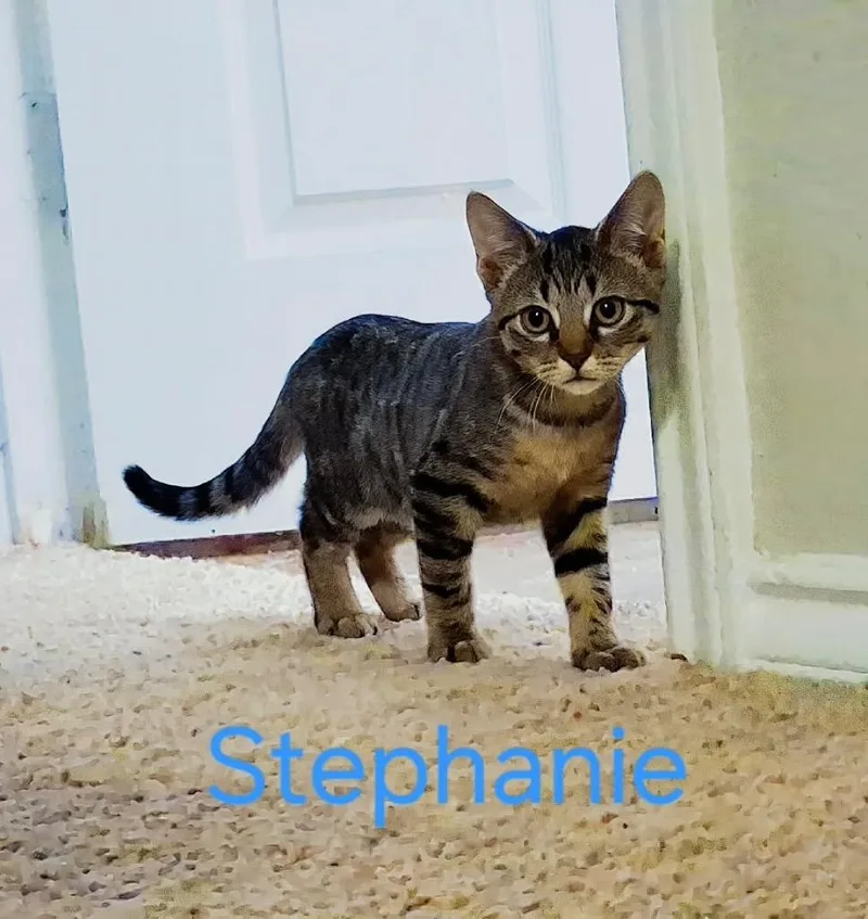 A baby small-sized female Tabby cat named Stephanie for adoption in San Antonio, TX