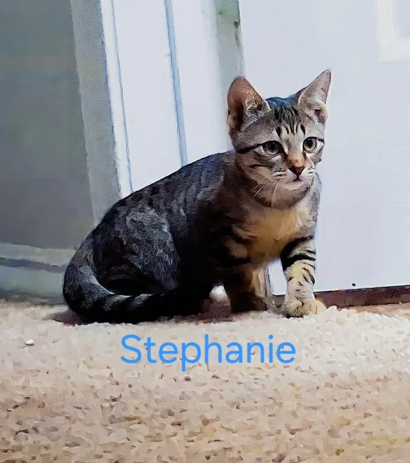 Stephanie thumbnail 2