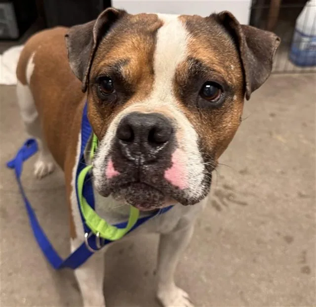 An adult medium-sized male Boxer dog named Sal for adoption in Tucson, AZ