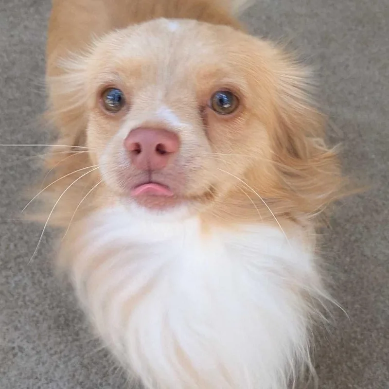 Peanut