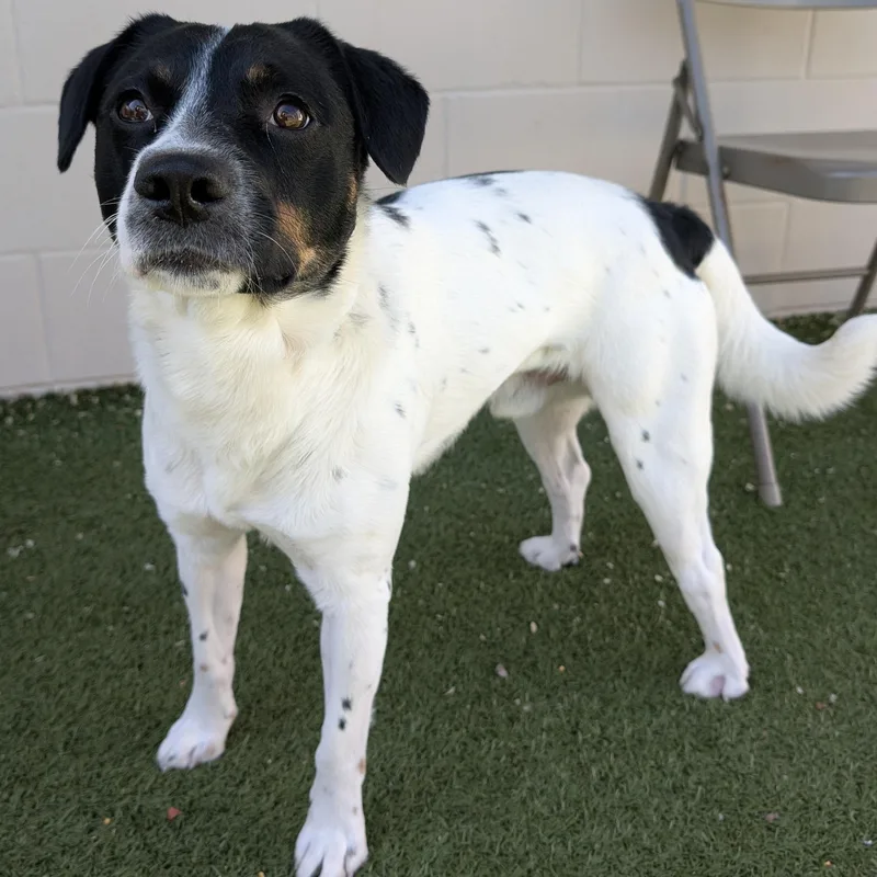 An adult medium-sized male Mixed Breed dog named Grover for adoption in Wenatchee, WA