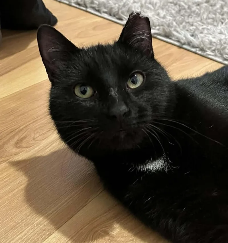 A young medium-sized male Domestic Short Hair cat named Boris Buck for adoption in Chicago, IL