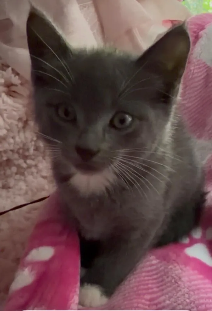 A baby medium-sized female Domestic Short Hair cat named Yoda for adoption in San Antonio, TX