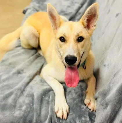 An adult large-sized female Mixed Breed dog named Champagne for adoption in West Chester, PA
