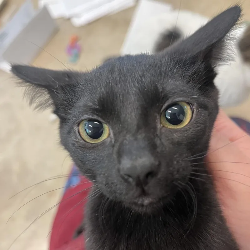 A baby small-sized female Black Domestic Short Hair cat named Cynthia for adoption in Chicago, IL