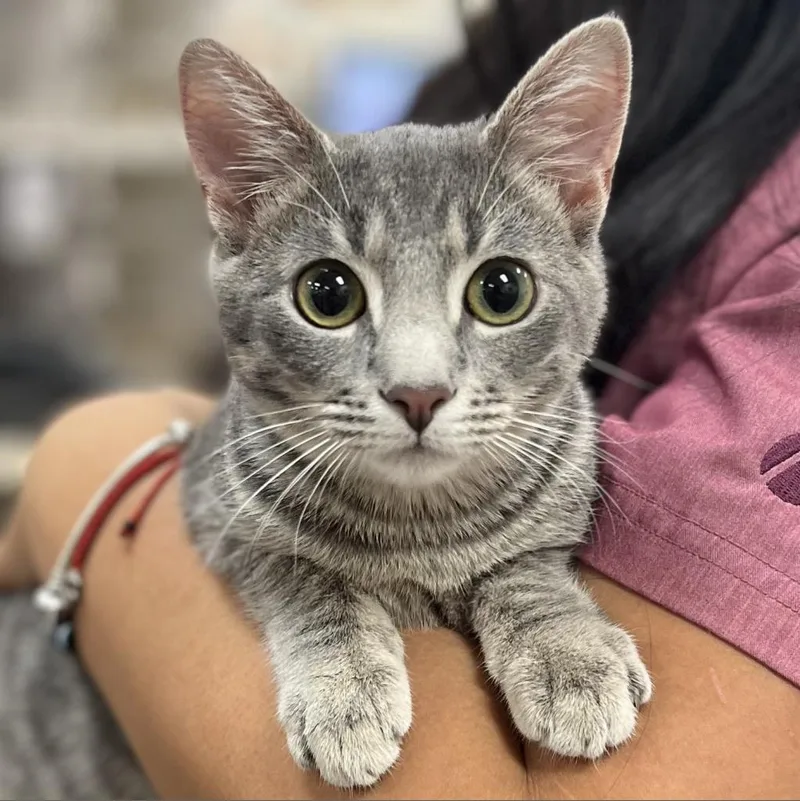 Sweetheart thumbnail 2