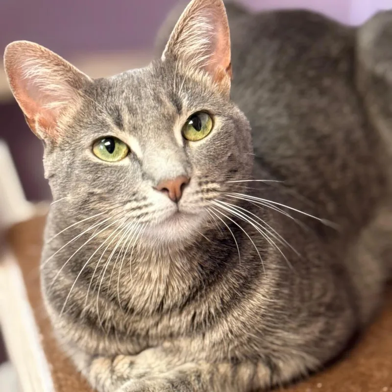 Sweetheart thumbnail 3