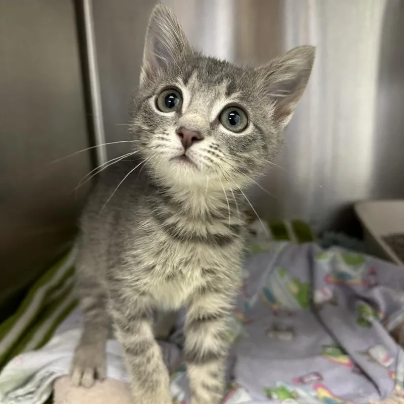 Sweetheart thumbnail 4