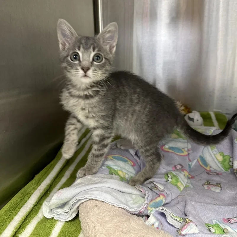 Sweetheart thumbnail 5