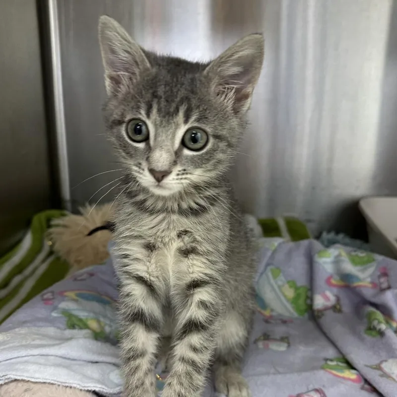 Sweetheart thumbnail 6