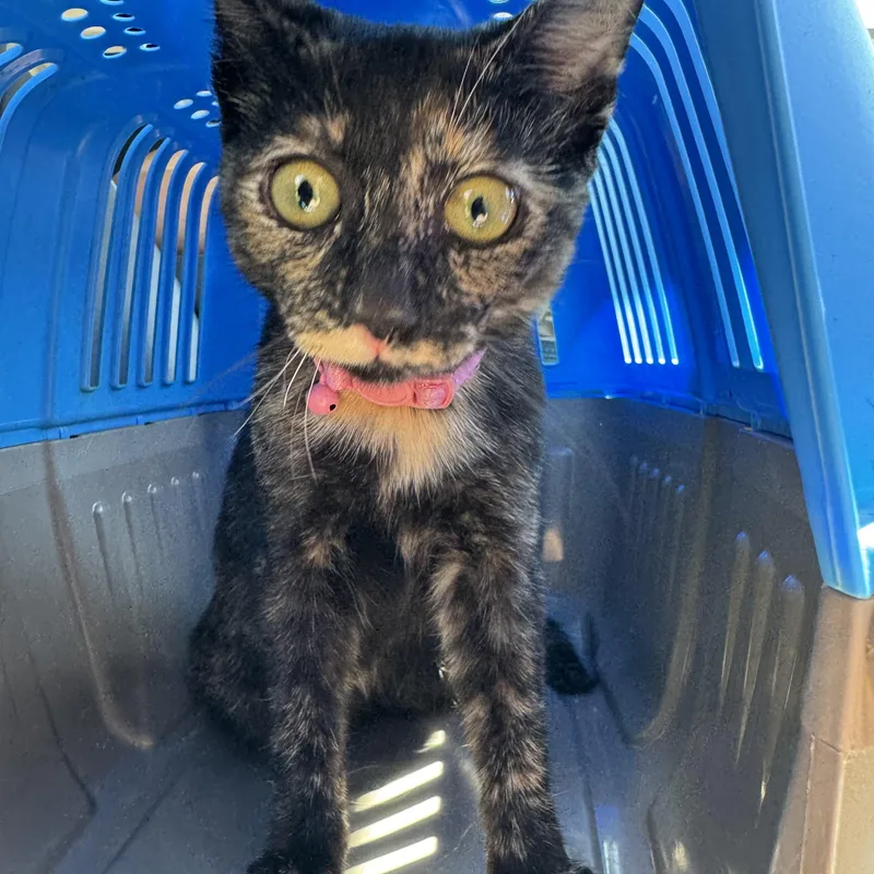 A baby medium-sized female Tortoiseshell Domestic Short Hair cat named Cinnamon for adoption in Santa Ana, CA