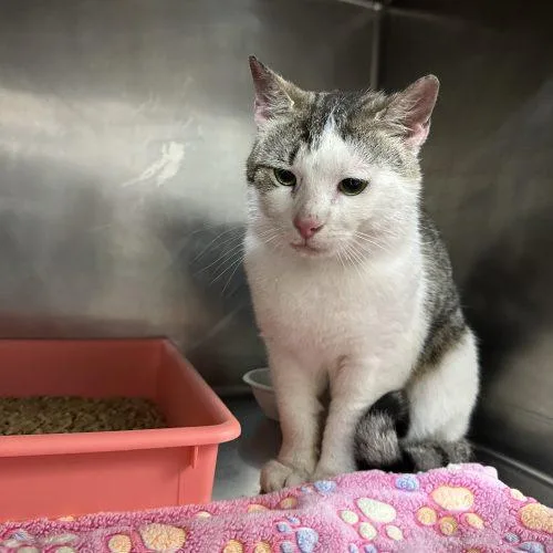 A young medium-sized male Tabby (Brown / Chocolate) Domestic Short Hair cat named Rick Springfield for adoption in Tipp City, OH