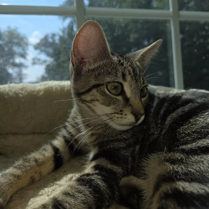 A baby small-sized female Gray / Blue / Silver Domestic Short Hair cat named Cellestina for adoption in Fredericksburg, VA