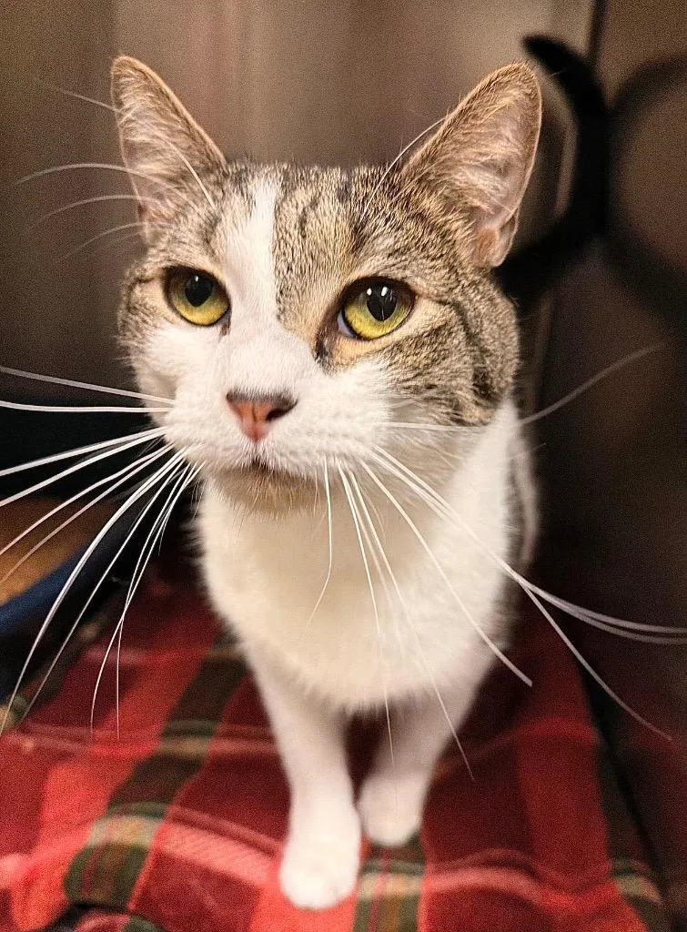 An adult small-sized male Domestic Short Hair cat named Maygus for adoption in Ocala, FL