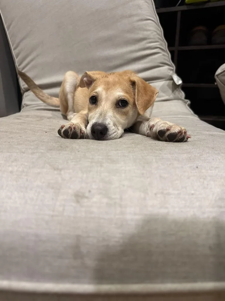 Bashful Puppy  Local thumbnail 2