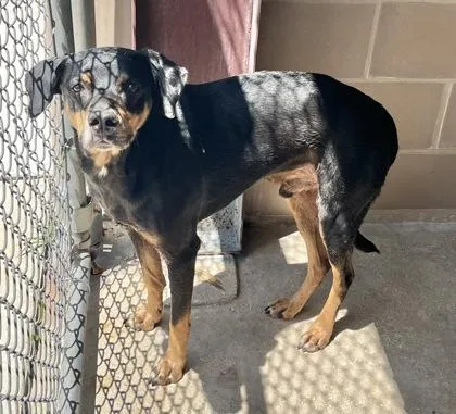 An adult medium-sized male Black Doberman Pinscher dog named Falco for adoption in Cibolo, TX