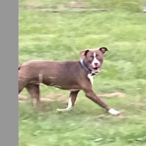 Lucky Dog thumbnail 4