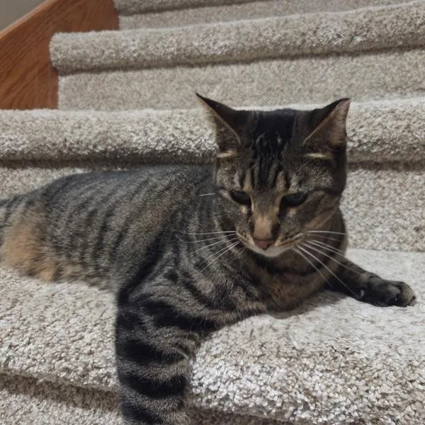 An adult medium-sized female Domestic Short Hair cat named Asami for adoption in Des Moines, IA
