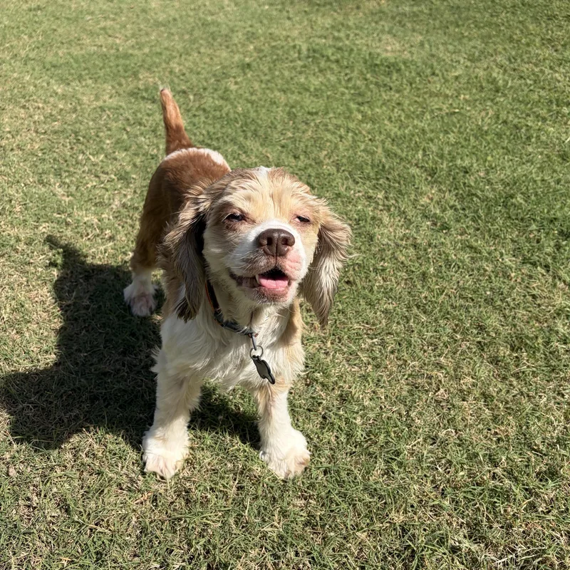 An adult small-sized female White / Cream Cocker Spaniel dog named Briar for adoption in Phoenix, AZ