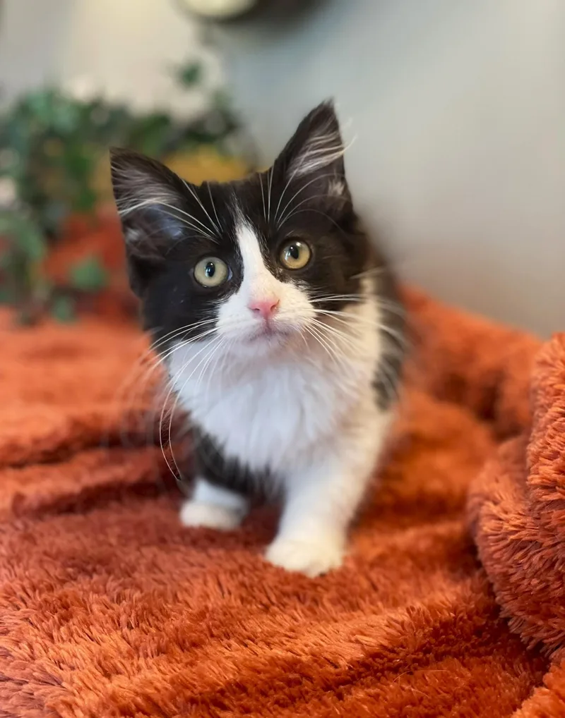 A baby medium-sized female Black & White / Tuxedo Tuxedo cat named Poppy for adoption in Taylor, MI