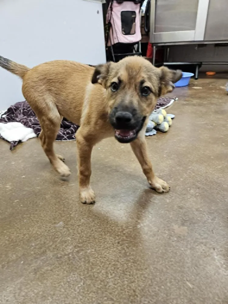 A baby medium-sized male Tricolor (Brown, Black, & White) Shepherd dog named Scrappy for adoption in Deerfield, WI