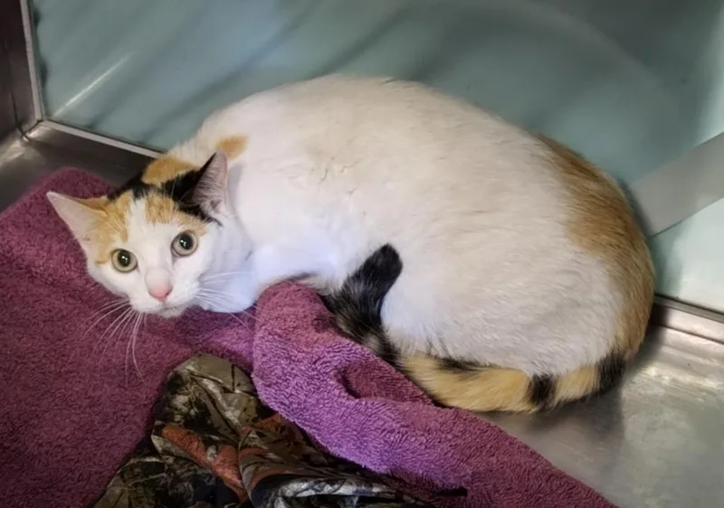 Gigi Purrez  Working