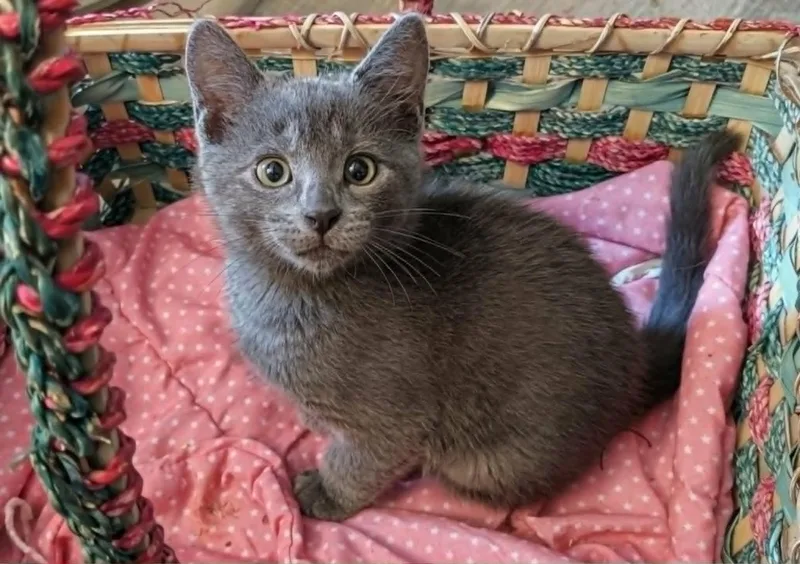 A baby medium-sized male Domestic Short Hair cat named Don Leonard for adoption in Chesapeake Beach, MD
