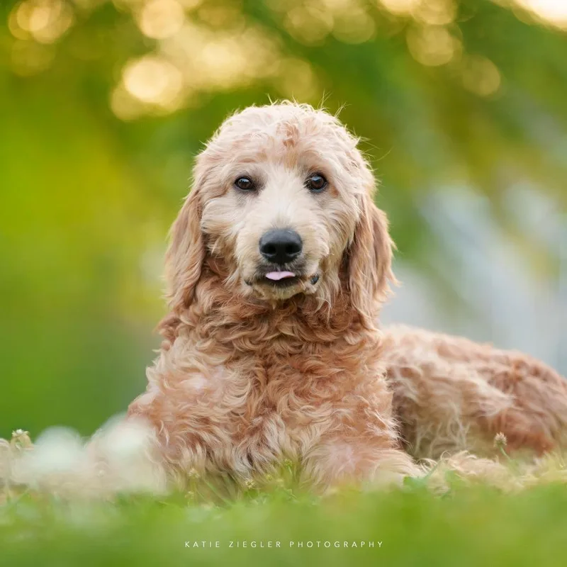 A baby medium-sized female Apricot / Beige Golden Retriever dog named Penny for adoption in Huntsville, AL