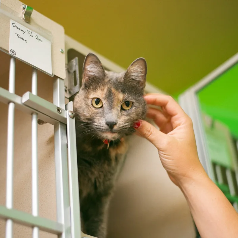 An adult large-sized female Dilute Tortoiseshell Dilute Tortoiseshell cat named Stormy for adoption in Thayne, WY