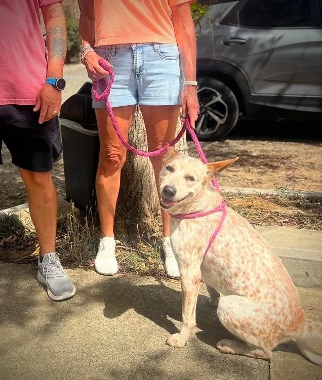 An adult medium-sized male Cattle Dog dog named Cameo for adoption in Waterbury, CT