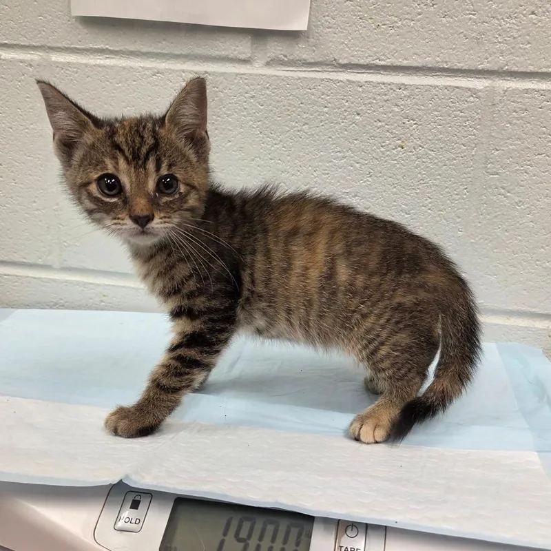 A baby small-sized female Torbie Domestic Short Hair cat named Gruyere for adoption in Chattanooga, TN