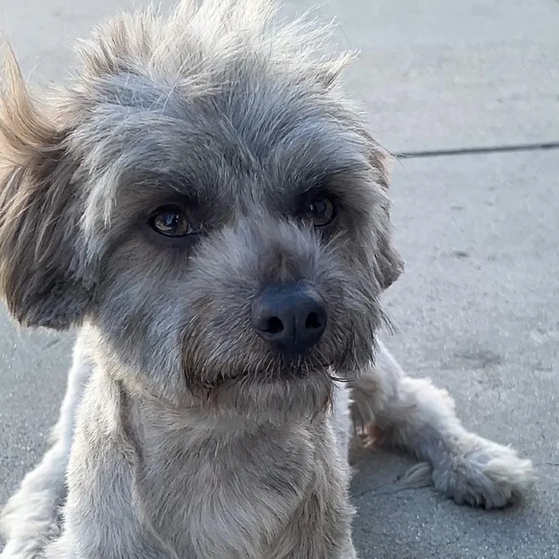 An adult small-sized male Yellow / Tan / Blond / Fawn Maltese dog named Luffy A for adoption in Mission Hills, CA
