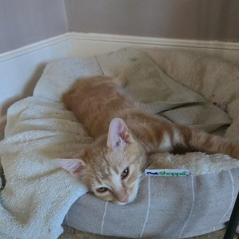 A baby small-sized male Buff / Tan / Fawn Domestic Short Hair cat named Basketball for adoption in Salt Lake City, UT