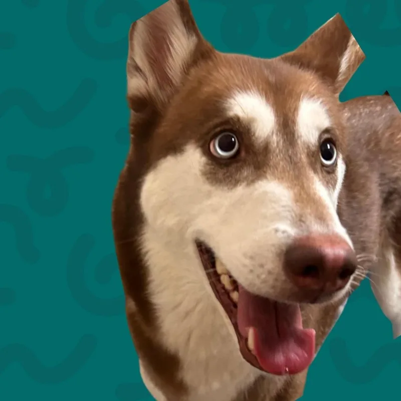 Sasha thumbnail 2