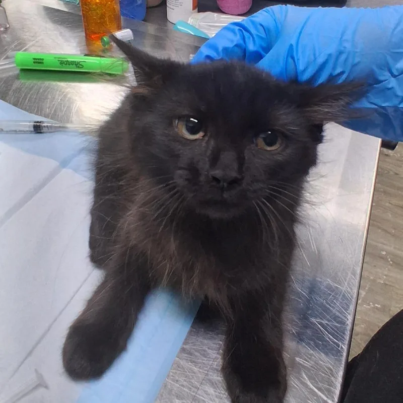 A baby small-sized male Black Domestic Short Hair cat named Lorena for adoption in Summerville, SC