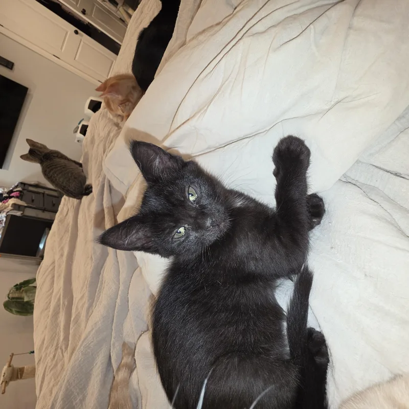 A baby small-sized female Black Domestic Short Hair cat named Dot for adoption in Lawrenceville, GA