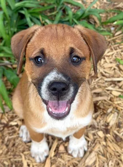 Paddington thumbnail 3