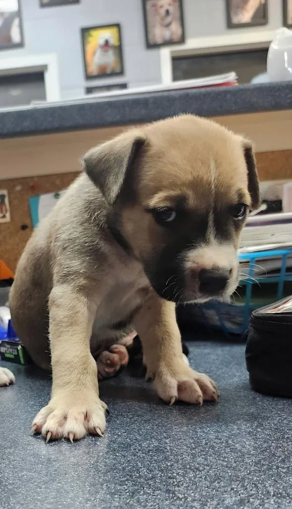 A baby large-sized male Shepherd dog named Mr. Incredible for adoption in Brownwood, TX