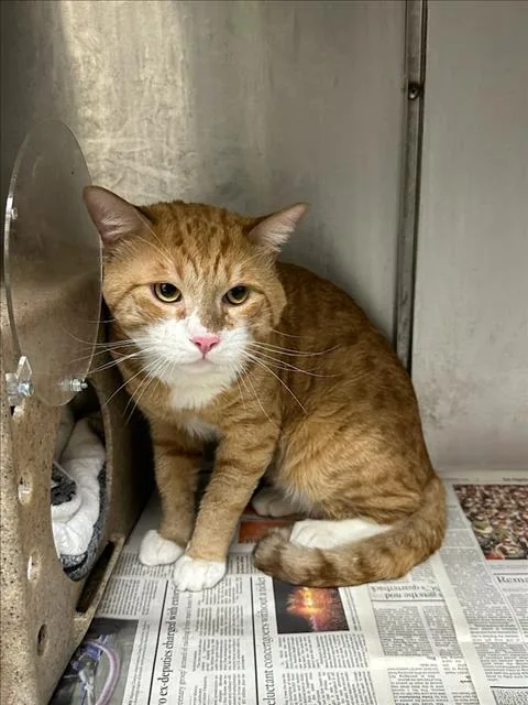An adult medium-sized male Domestic Short Hair cat named Sky for adoption in Los Angeles, CA