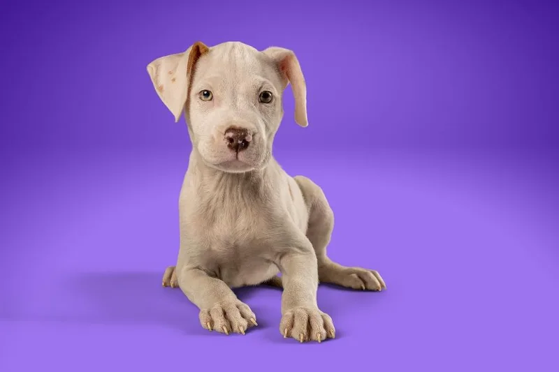 A young medium-sized male Terrier dog named Prince Henry for adoption in Tyler, TX