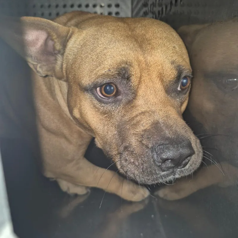 A young medium-sized male Brown / Chocolate Mixed Breed dog named StrayDelrayDrive for adoption in Columbus, GA