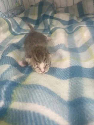 A baby small-sized male Domestic Short Hair cat named Prince Charming for adoption in Gainesville, FL